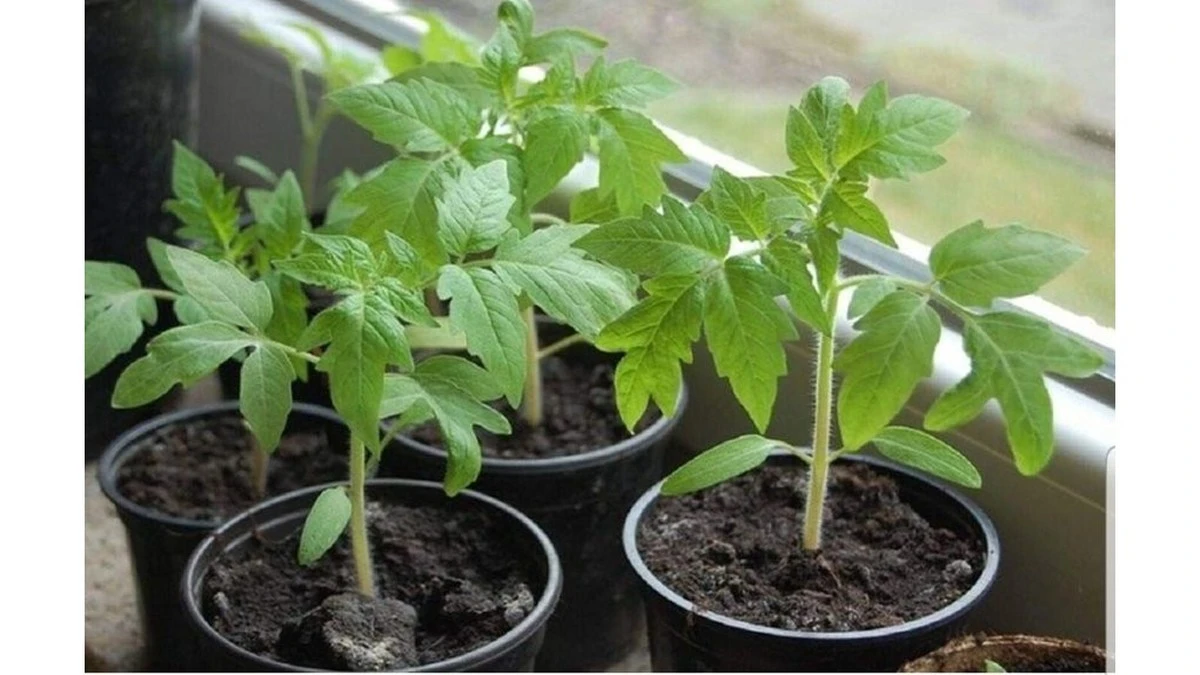 El truco de la abuela para tomates gruesos: 1 riego que transforma plántulas débiles