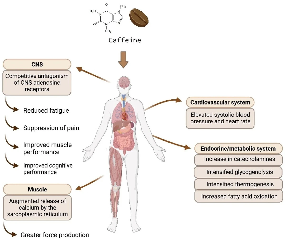 Añade estas 3 especias a tu café matutino y acelera tu metabolismo - image 1