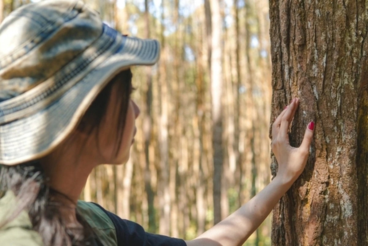 Vecinos letones transforman corteza de pino en "oro negro": ¿qué es y por qué el mundo está fascinado?