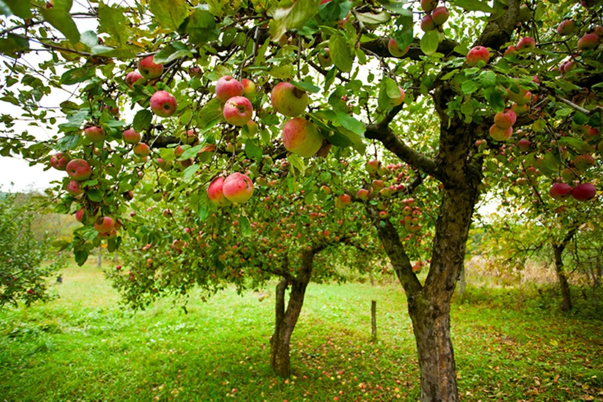 El error en el riego que está arruinando tu cosecha de fruta - image 1