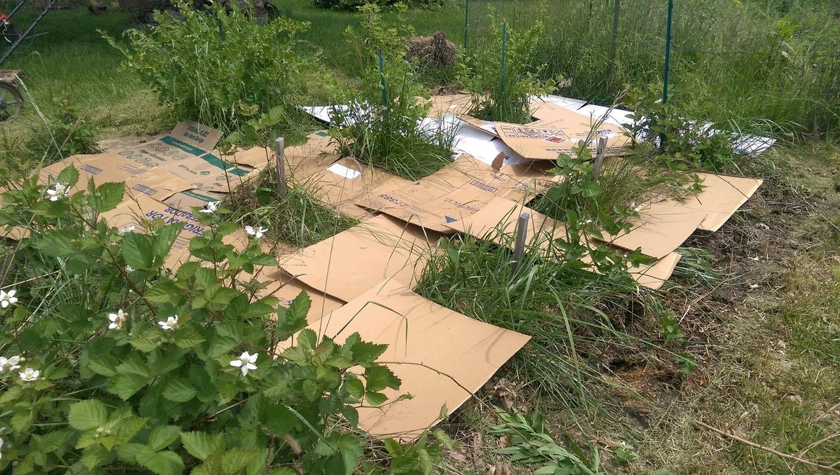 porquelosjardin-extra-1.webp Por qué los jardineros experimentados buscan cajas de cartón en lugar de tirarlas - image 1