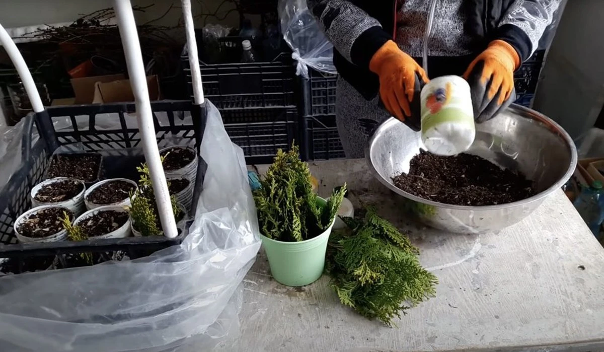 Convierte una rama de tuya en árbol real: cultiva 7 "gigantes" gratis