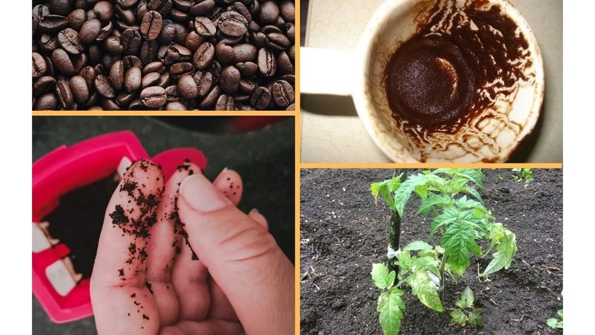 Por qué deberías dejar de tirar los posos del café a la basura