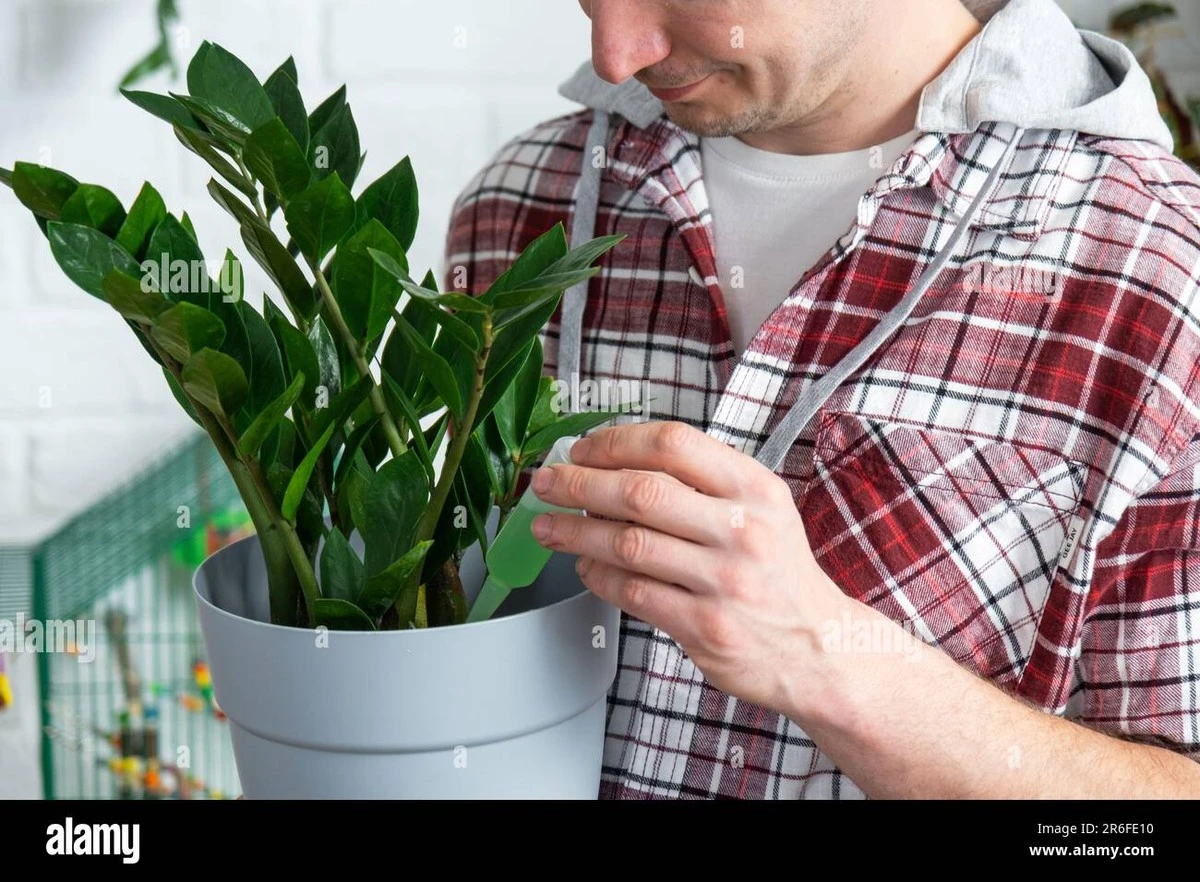 Mi zamioculca floreció con 10 tallos nuevos: la solución secreta que me dio mi vecina - image 1