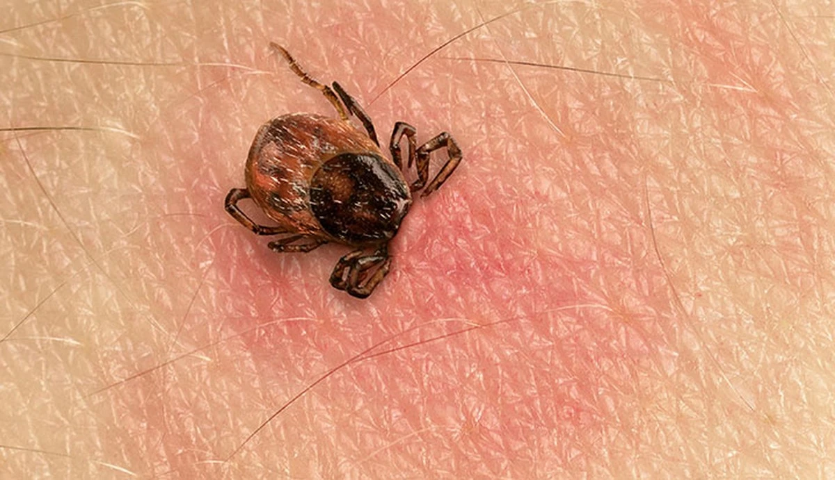 porqueesepequen-extra-1.webp Por qué ese pequeño punto rojo tras el senderismo es más importante de lo que crees - image 1