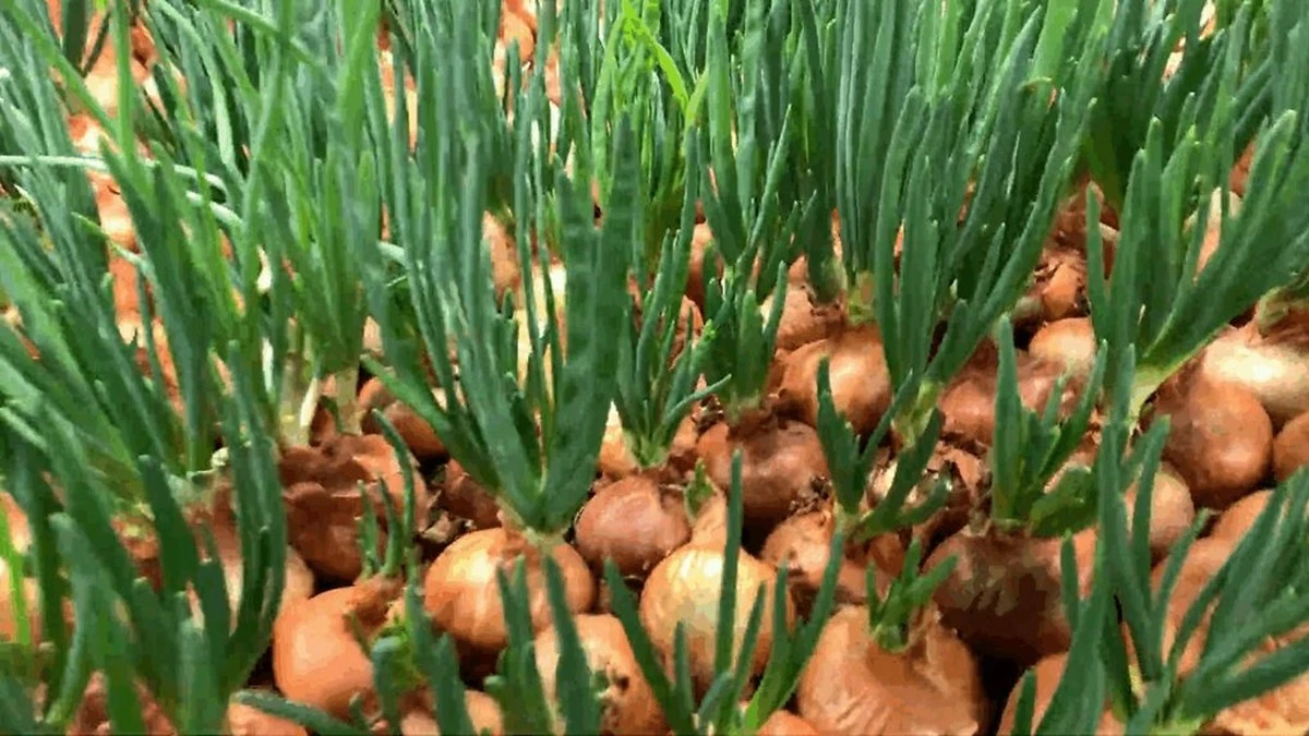 ¿Cortar cebollas antes de plantar? Un experto revela el método que realmente funciona