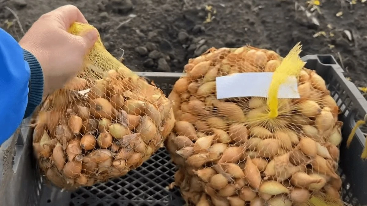 5 formas inesperadas de reutilizar bolsas de cebolla que te asombrarán