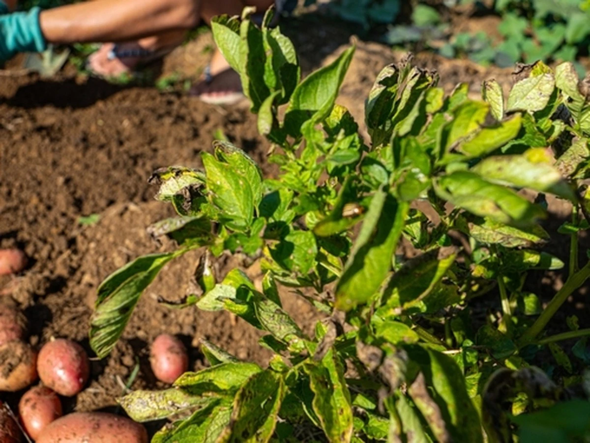 Reina Ana de patatas: la variedad que revoluciona cultivos y cocinas en [country]