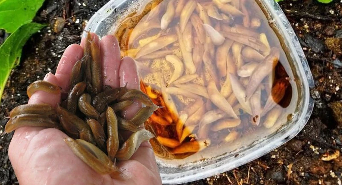 El truco del recipiente que deja tu huerto libre de babosas en una sola noche