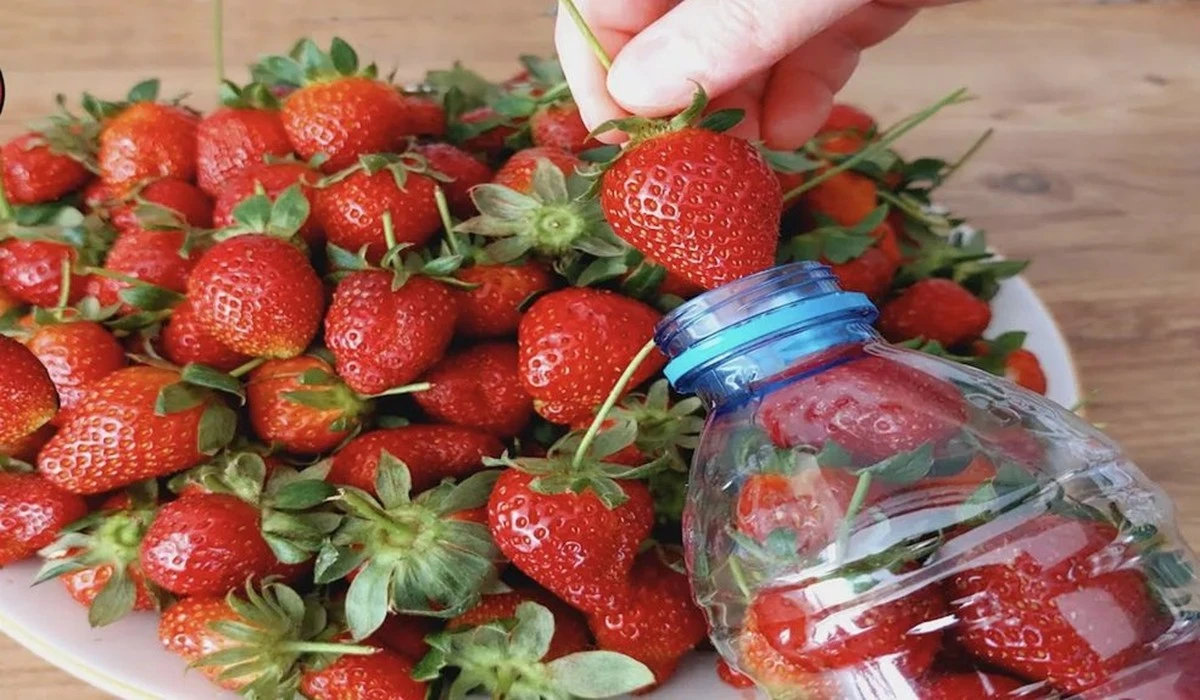 El truco de la botella para conservar fresas frescas todo el año