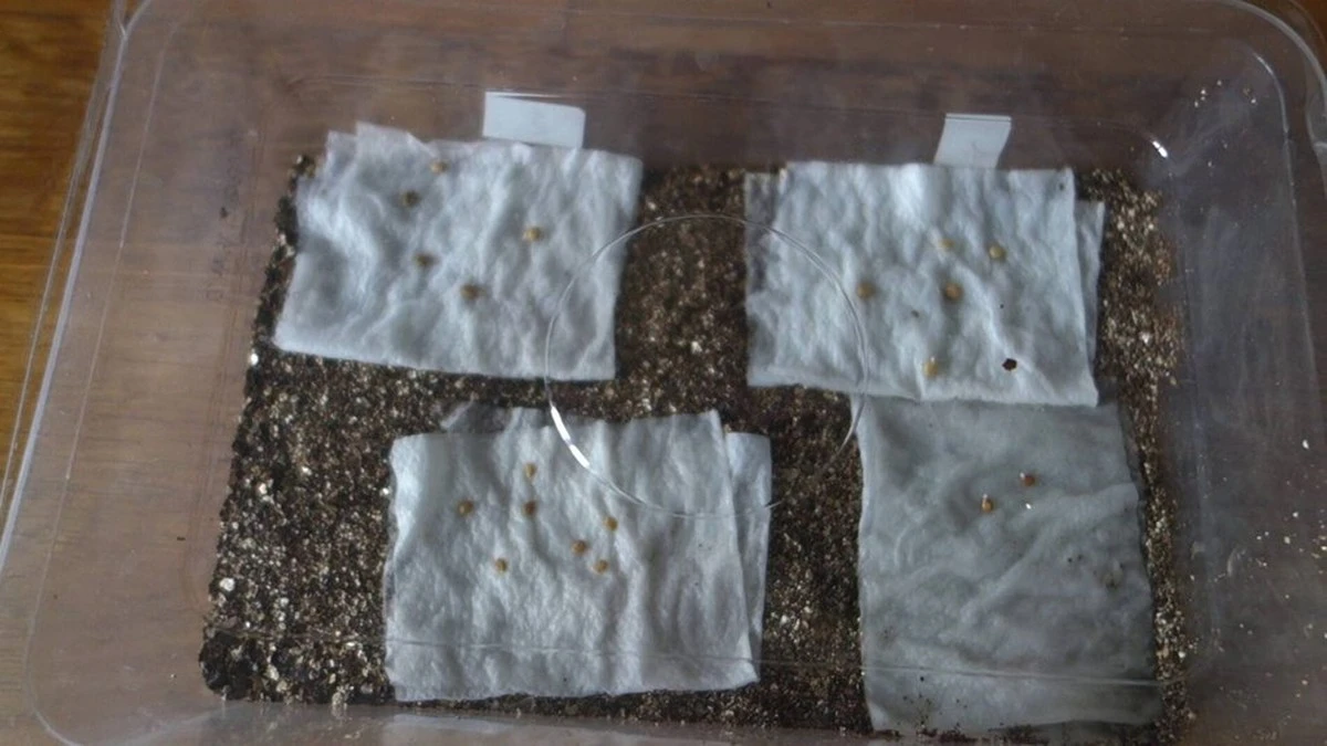 La farmacéutica me miró raro, pero esta gasa es mi secreto para que las semillas germinen el doble de rápido