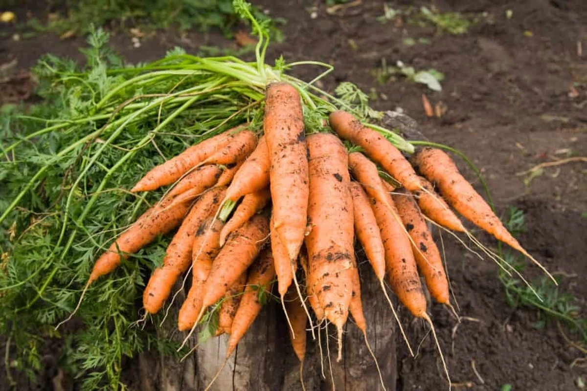 El truco de la cucharada que muchos jardineros ignoran al cultivar zanahorias - image 1