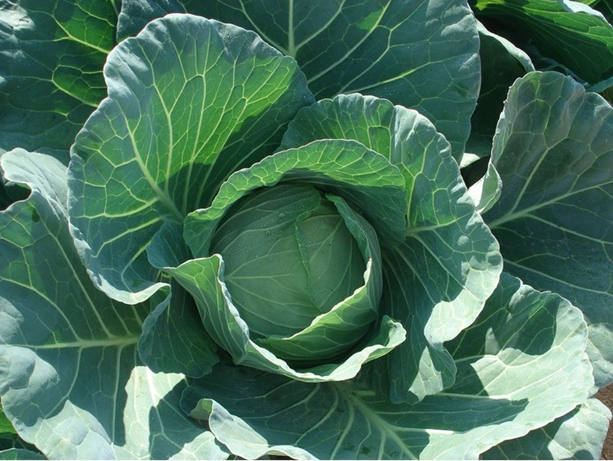 Cosecha estable de repollo: 3 híbridos que garantizan un rendimiento del 90% sin esfuerzo - image 1