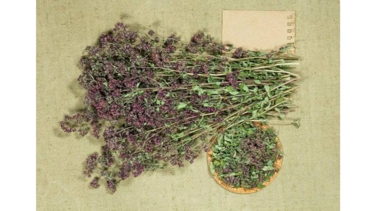 Descubre el poder oculto de la infusión de orégano: la bebida que redefine la salud