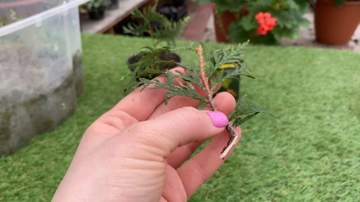 Un truco de cocina: 1 cucharada de almidón de maíz hace que las plantas enraícen en 24 horas