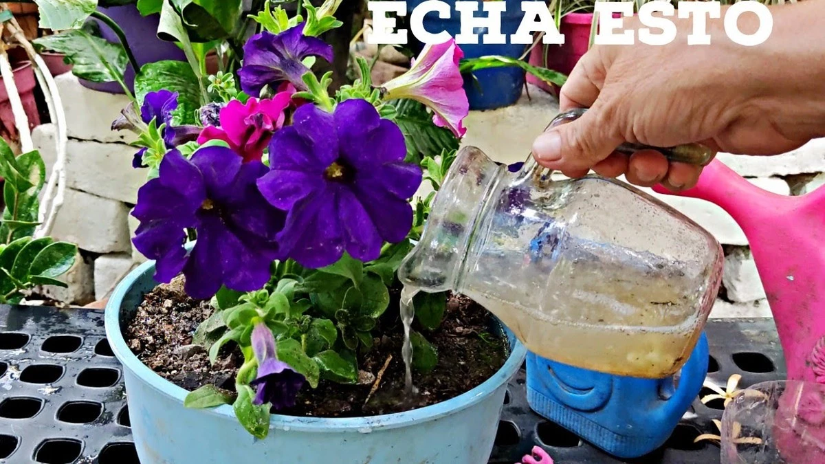 Petunias espectaculares: el truco 