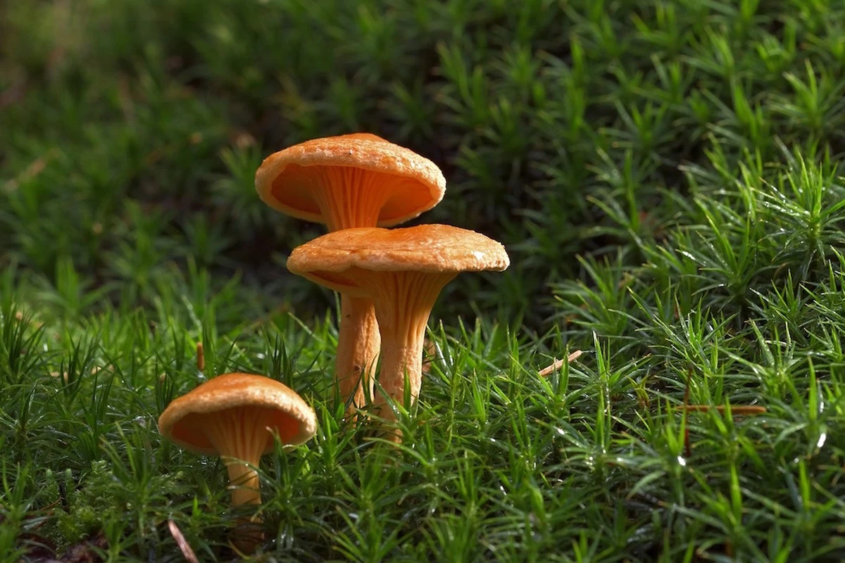 lasetamasrapida-extra-1.webp La seta más rápida del bosque que crece ante tus ojos y huele a cadáver - image 1