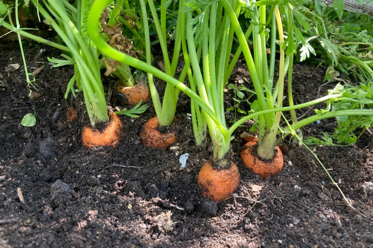El secreto de los expertos para una cosecha de zanahorias perfecta - image 1