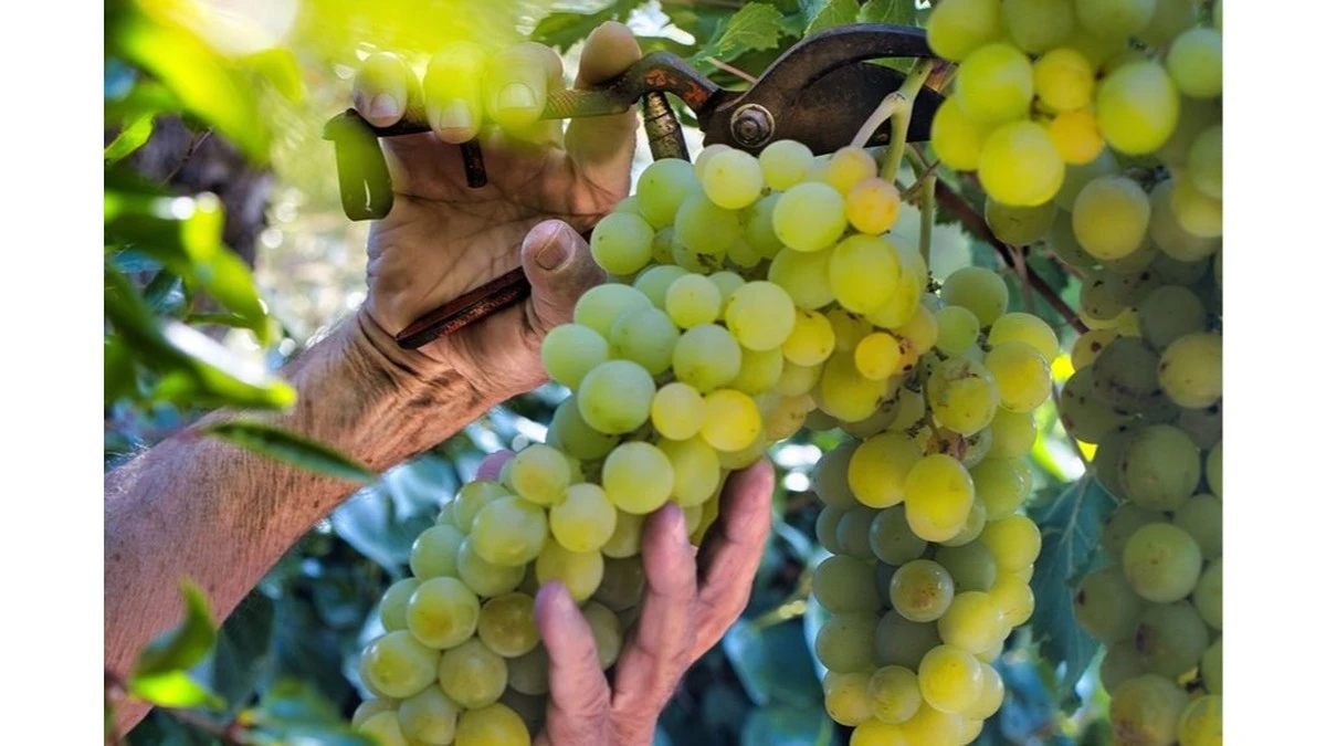 Kefir: El secreto de la vecina para uvas increíblemente dulces y saludables