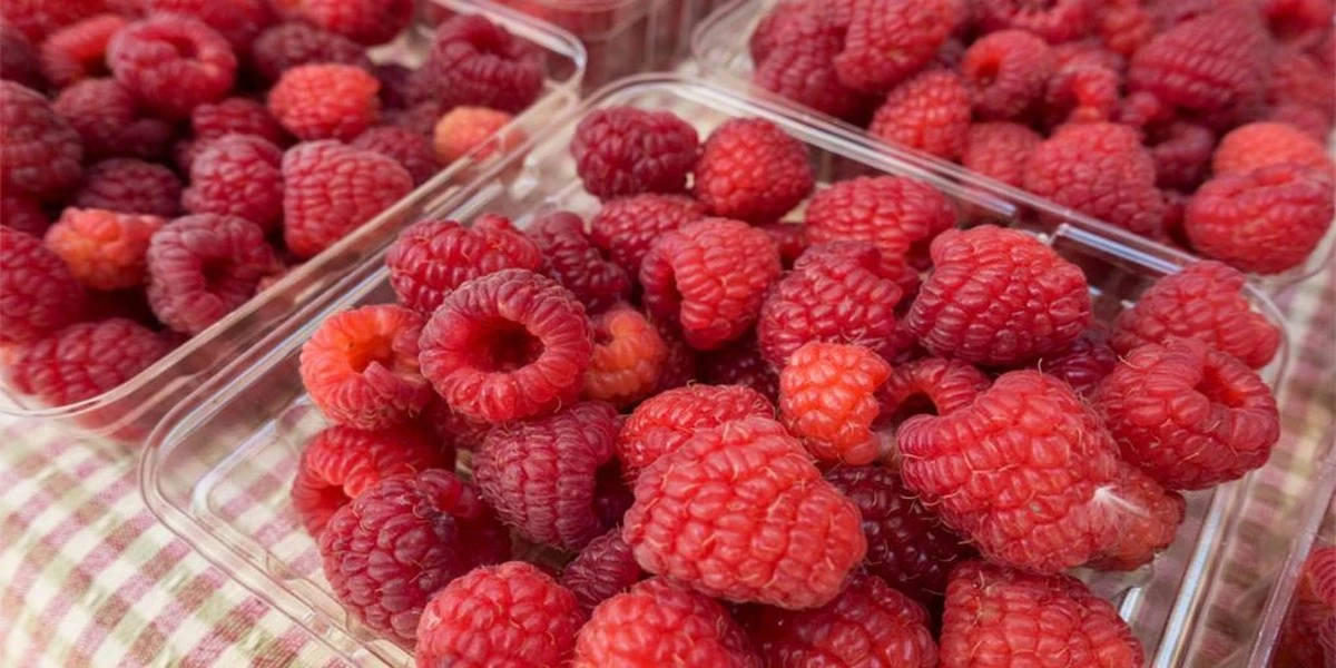 El secreto para que tus frambuesas tengan una cosecha récord en junio - image 1