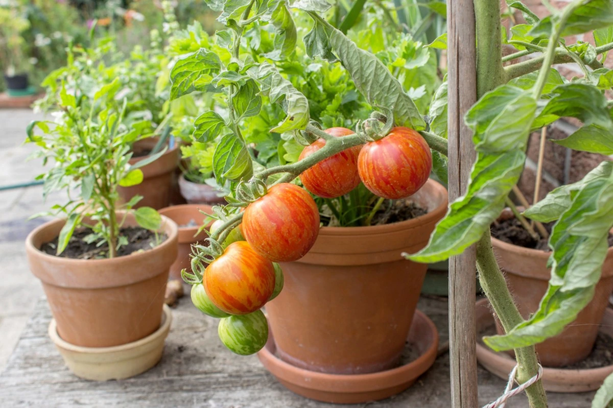Por qué añadir cáscaras de huevo a tus tomates es un esfuerzo inútil - image 1