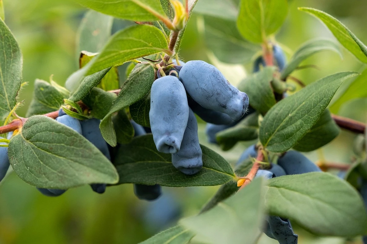 loquedebesanadi-extra-1.webp Lo que debes añadir al pie de tus madreselvas ahora para cosechar frutos del tamaño de uvas el próximo verano - image 1