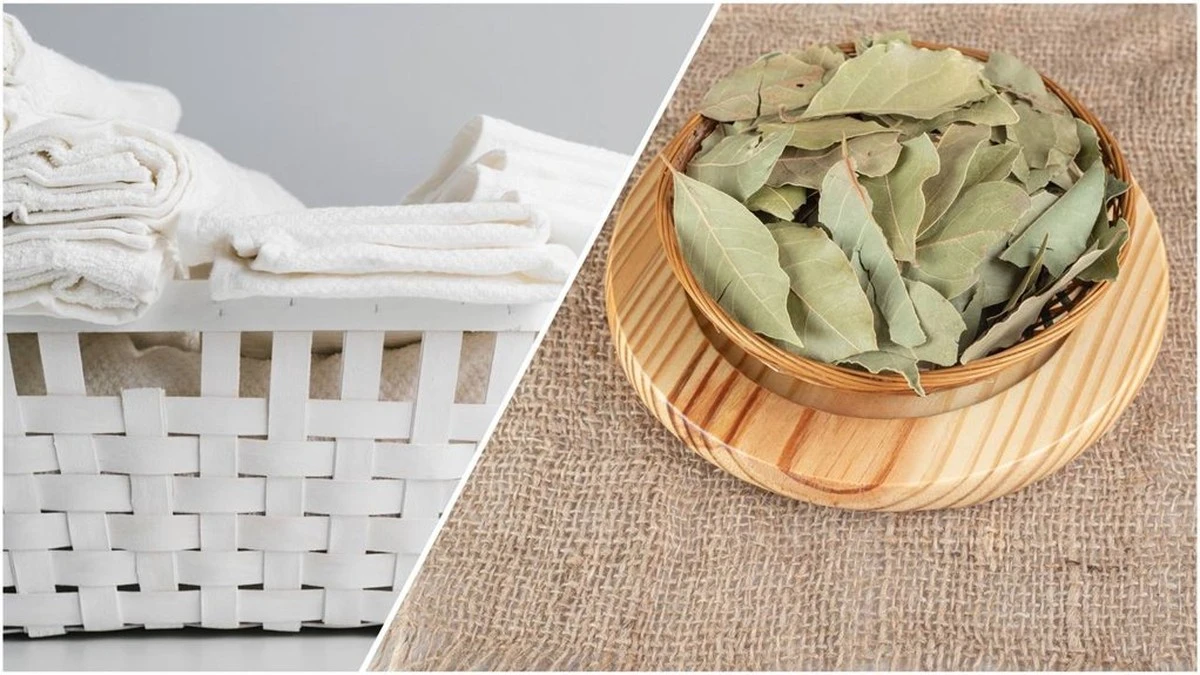 4 hojas de laurel en la lavadora: mi marido preguntó si preparaba sopa. Una semana después, dejó de hacer bromas.