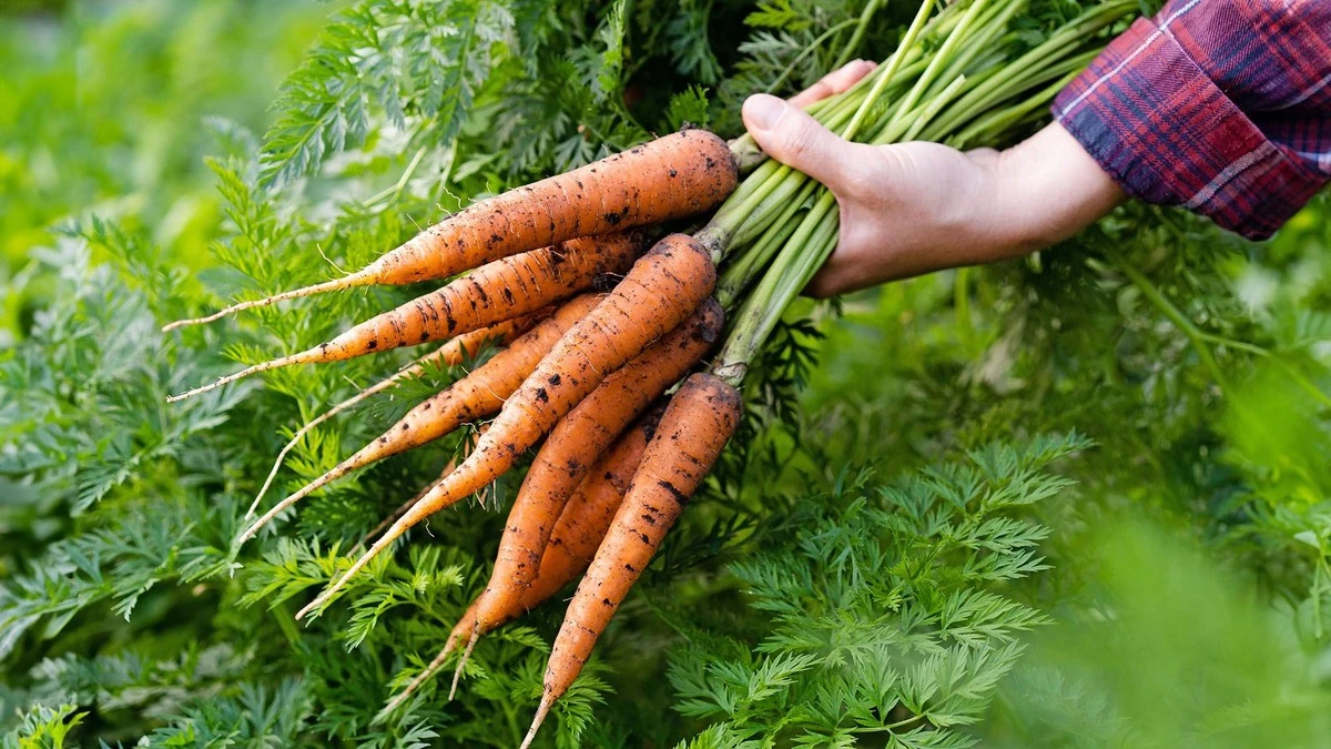 porquelosagricu-extra-1.webp Por qué los agricultores expertos añaden ácido bórico al agua de riego de las zanahorias - image 1