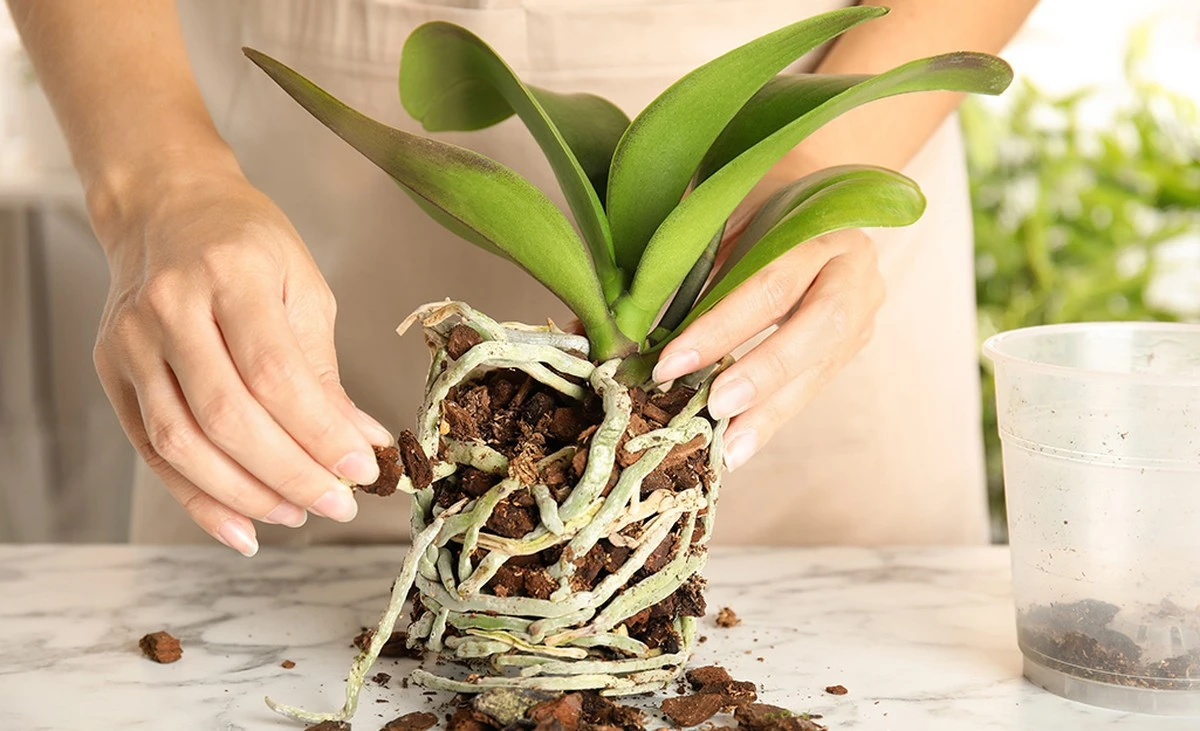 Mistake With Orchids After Blooming: Why Yours Aren