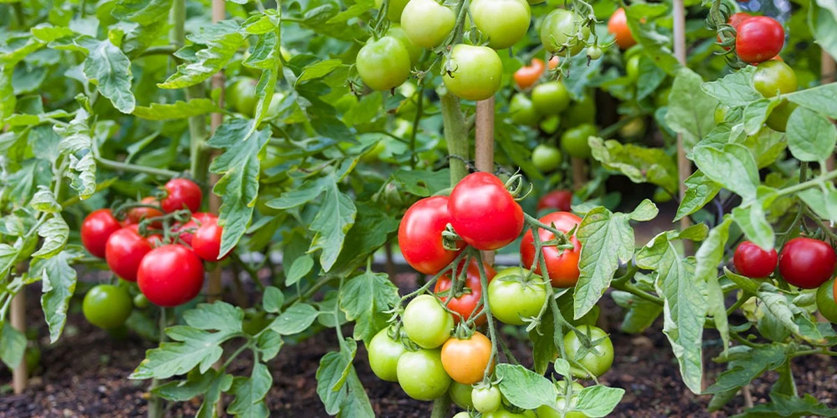 Por qué enterrar clavos oxidados en tus tomateras es un error que deberías evitar - image 1