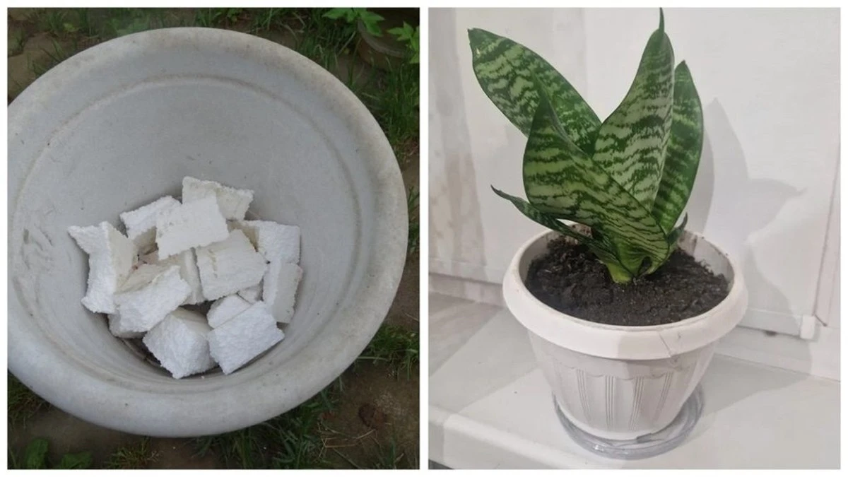 Poliespán de cajas: el "oro gratis" que transforma tus macetas en un oasis para las raíces