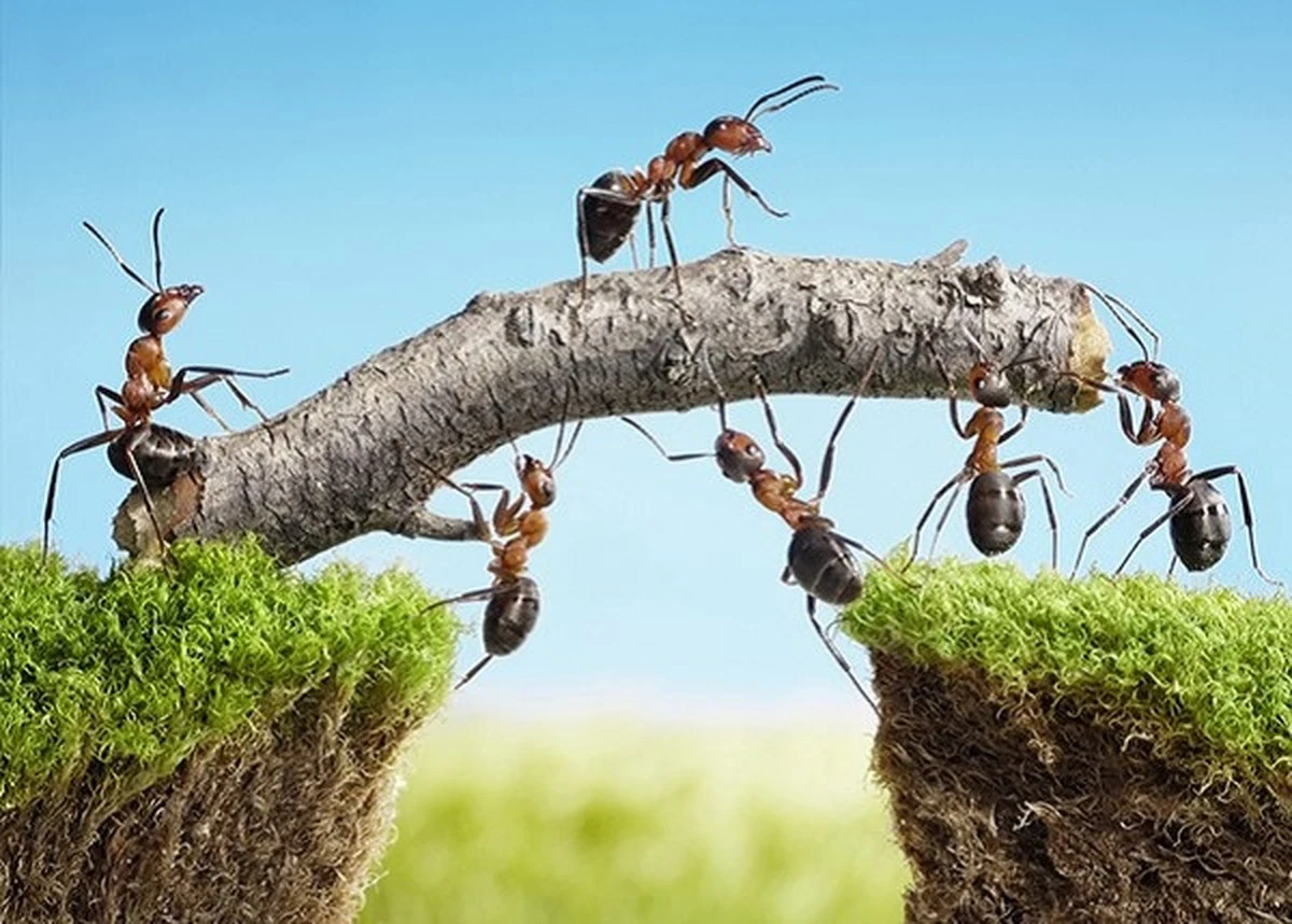 Por qué dos puñados de pimienta roja son el fin de las hormigas en tu jardín - image 1