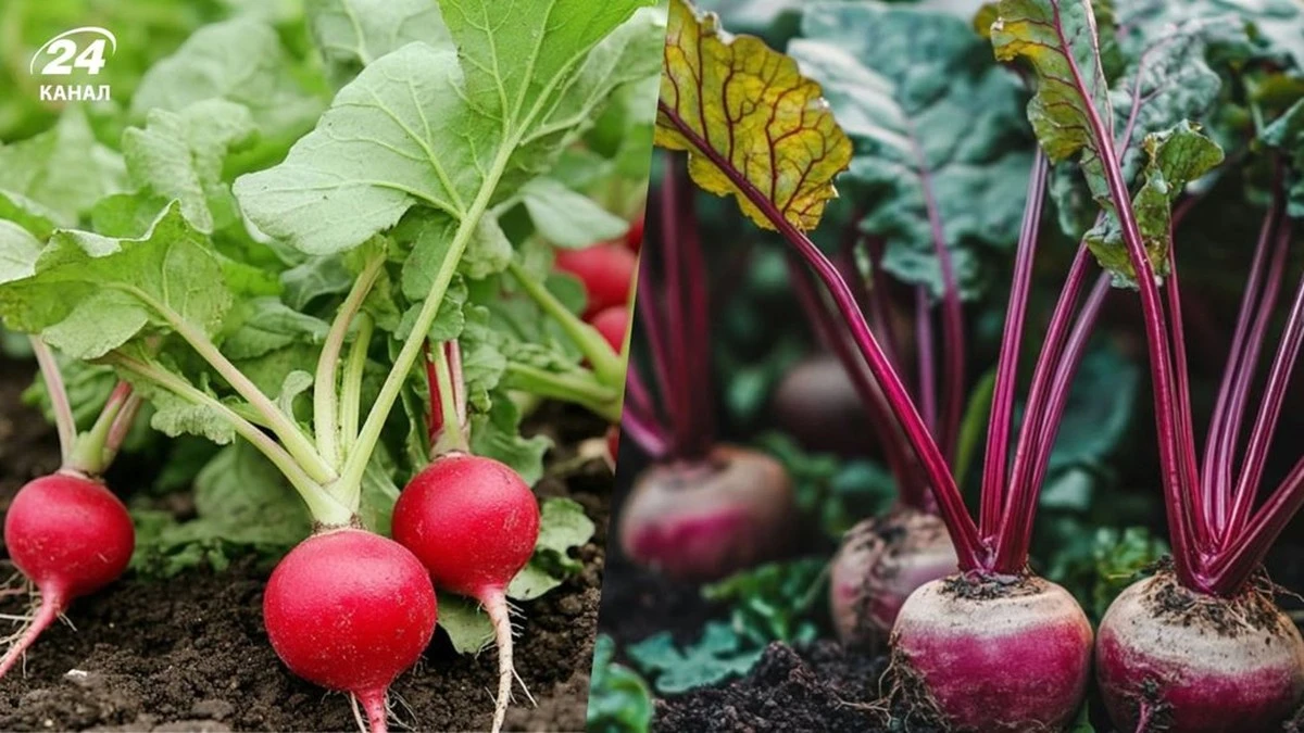 Por qué julio no es el fin de tu huerto: qué sembrar ahora para cosechar en otoño