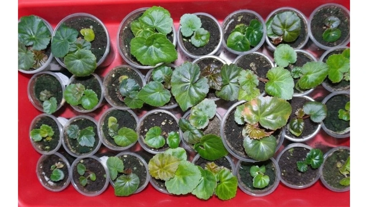 Por qué los jardineros expertos siembran flores sobre nieve (y tú también deberías)