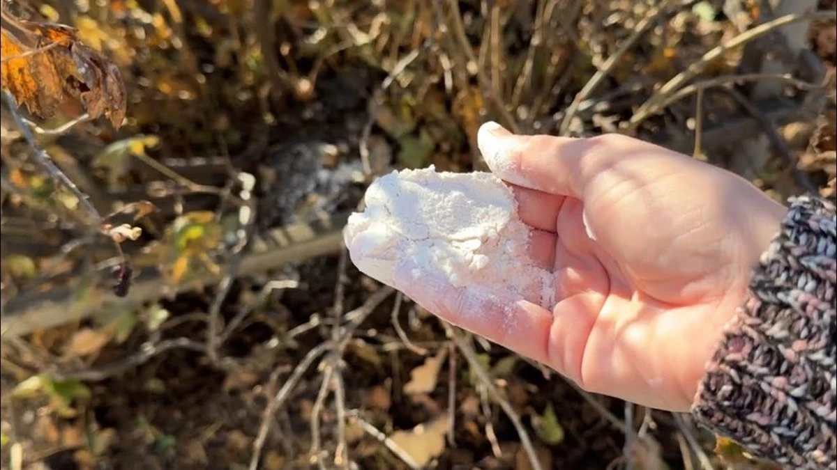 El secreto de agrónoma para duplicar tu cosecha de grosellas: Un solo gesto en marzo