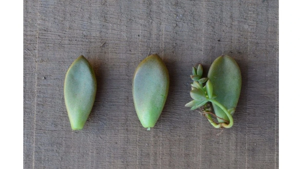 20 años luchando con mi digestión: el secreto no es qué bebo, sino CUÁNDO