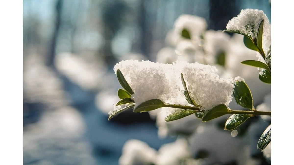El secreto de Antanas para una cosecha temprana: diez rollos de tela agrotéxtil y adiós a las heladas