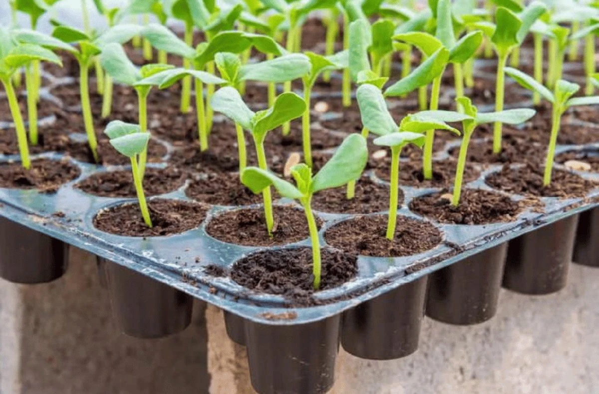 creaunminiinver-extra-1.webp Crea un mini invernadero en 5 minutos y ten plántulas listas en 3 días: el secreto de los expertos - image 1