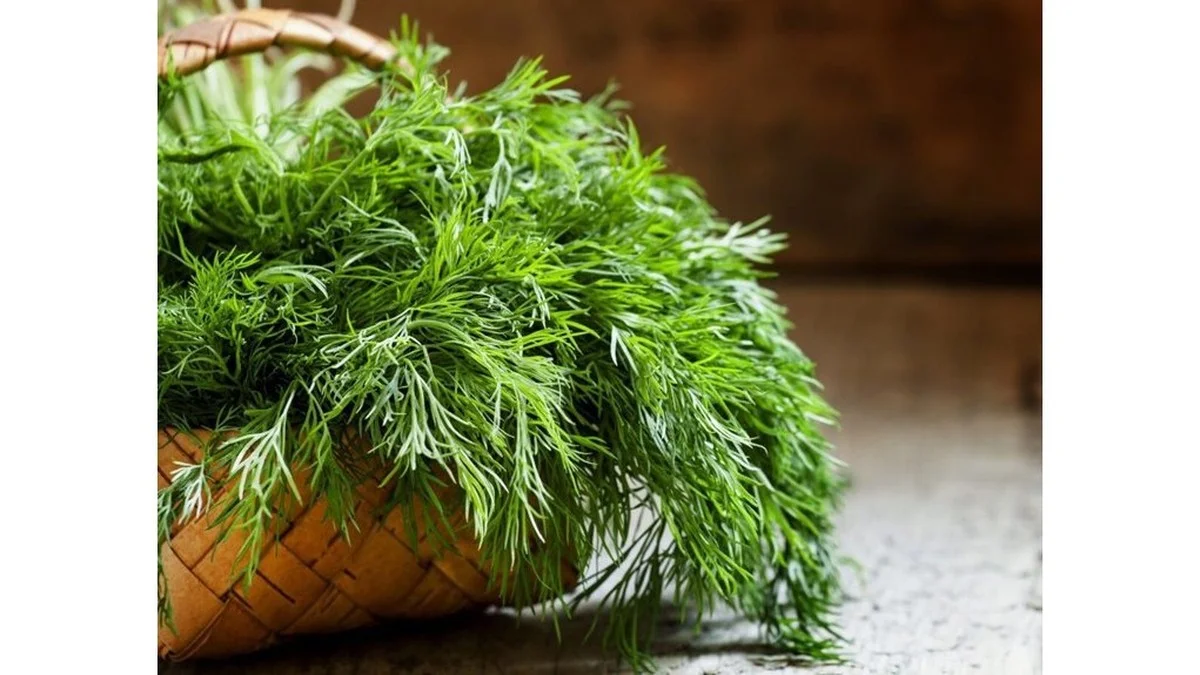 Cómo tener eneldo fresco todo el año: el secreto de los jardineros experto