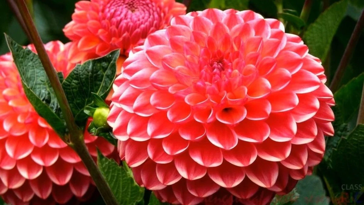 Siembra Dalias Como Mi Abuela: Flores Que Duran Hasta Las Primeras Heladas