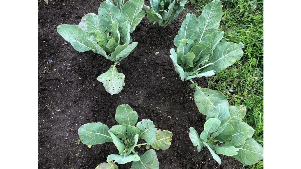 Por qué tus repollos florecen y cómo salvar tu cosecha