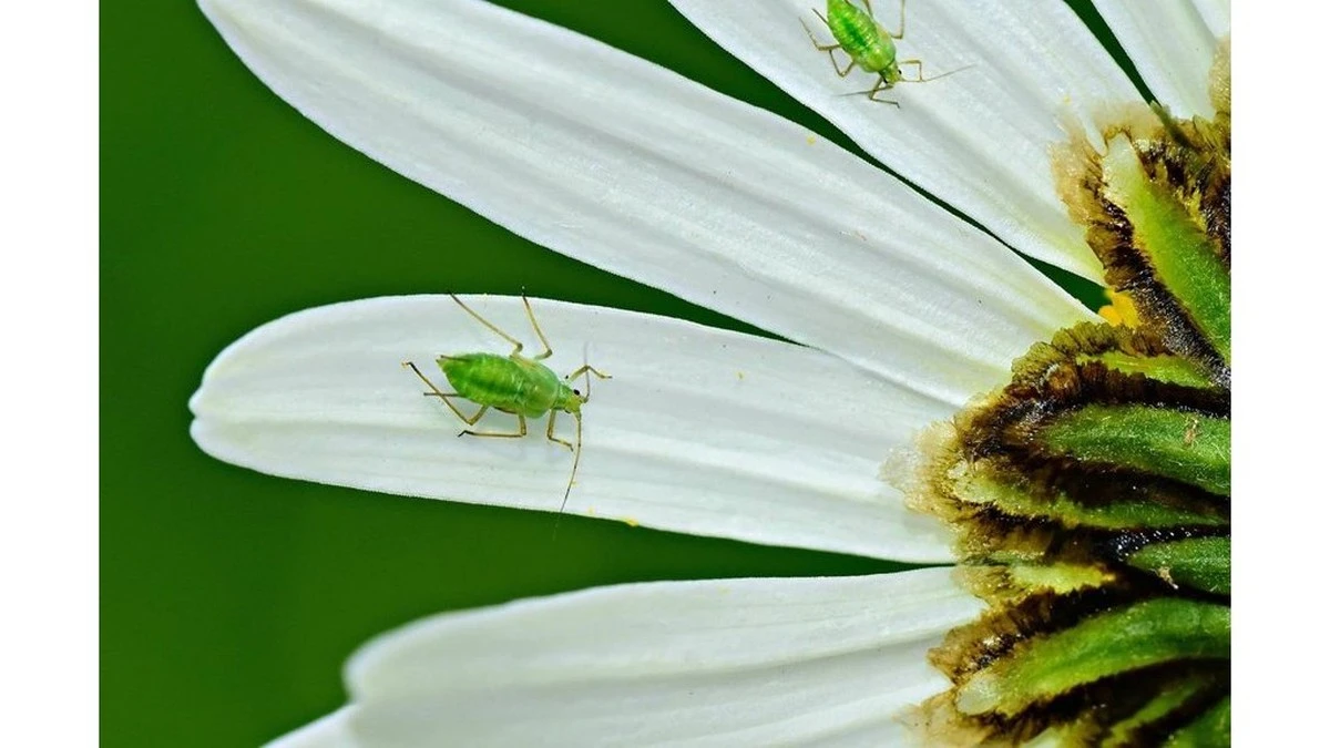 Valeriana y jabón: el remedio casero de mi abuela contra los pulgones que me hizo olvidar la química