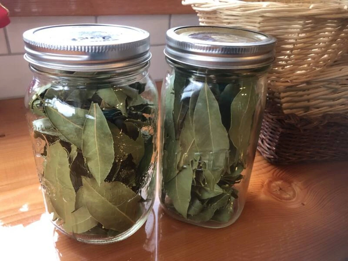 Por qué guardar hojas de laurel en el armario es el error más grande de tu cocina - image 1