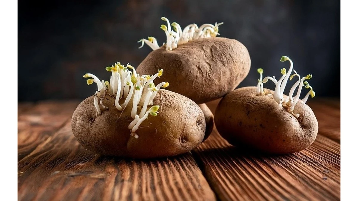 Atesa, que las patatas germinadas no van a la basura: mi vecino me enseñó a darles una nueva vida