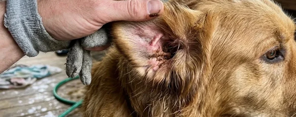Si tu perro sacude la cabeza después de nadar, no es solo agua atrapada