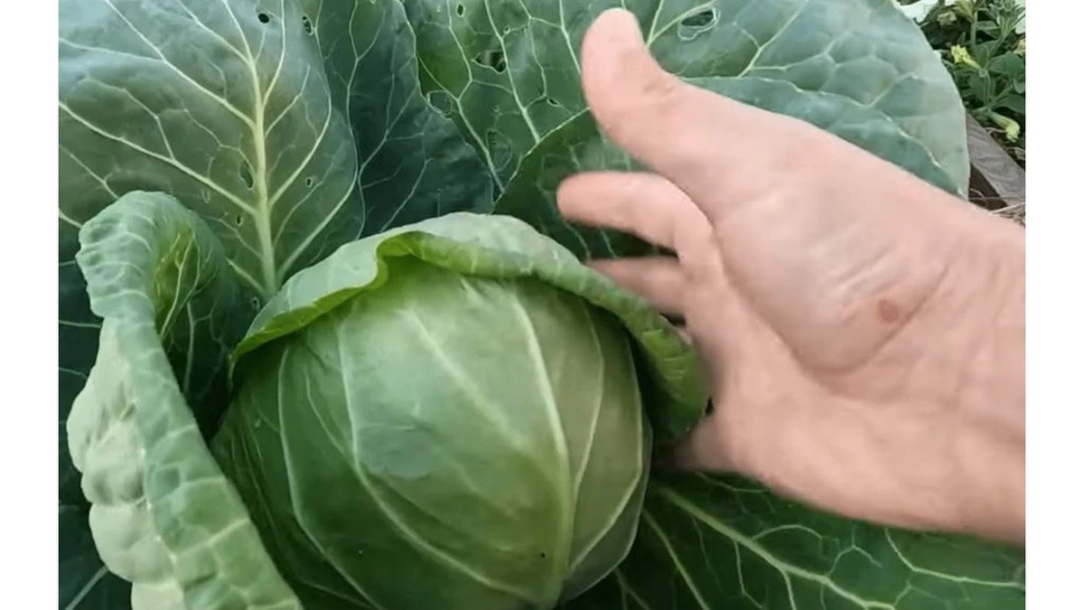 Cosecha estable de repollo: 3 híbridos que garantizan un rendimiento del 90% sin esfuerzo