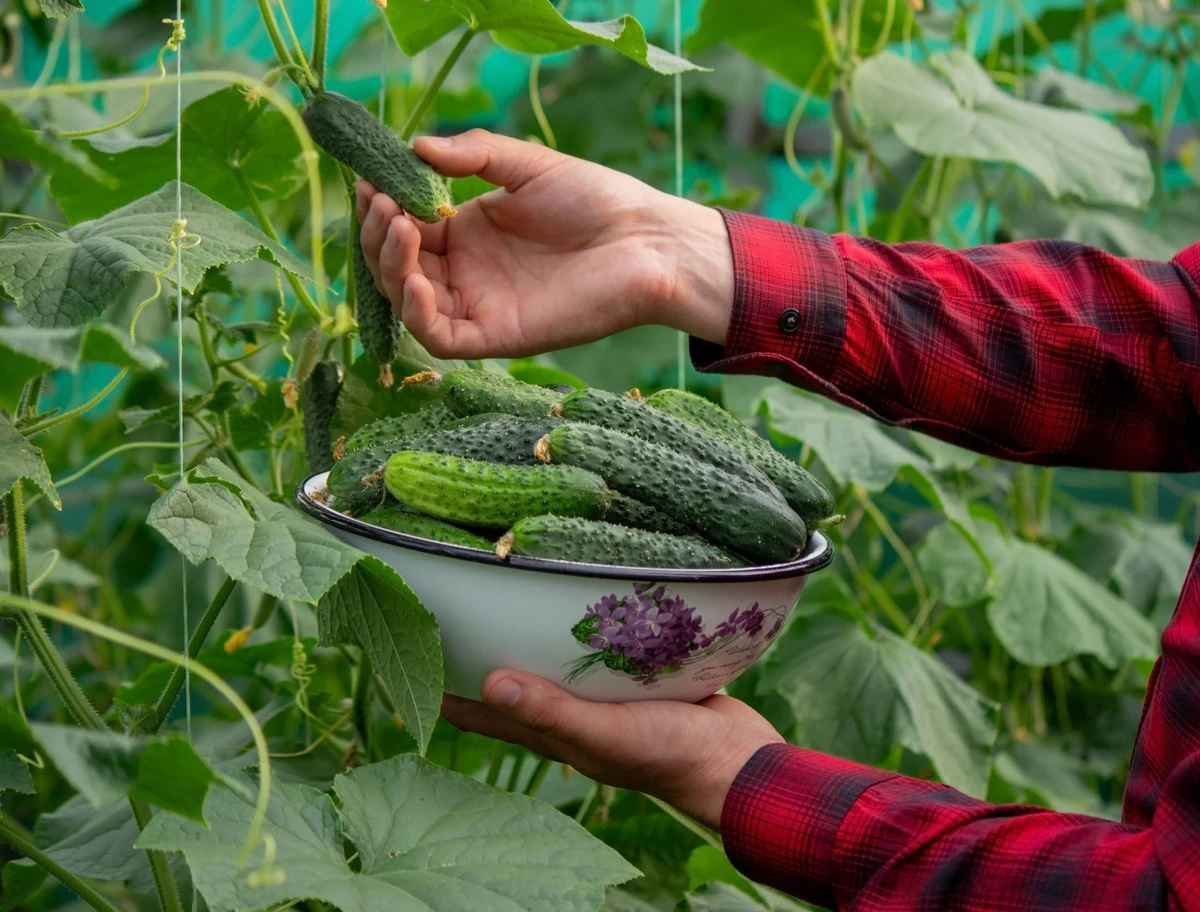 porquelosagricu-extra-1.webp Por qué los agricultores expertos añaden bicarbonato a sus pepinos tres veces por temporada - image 1