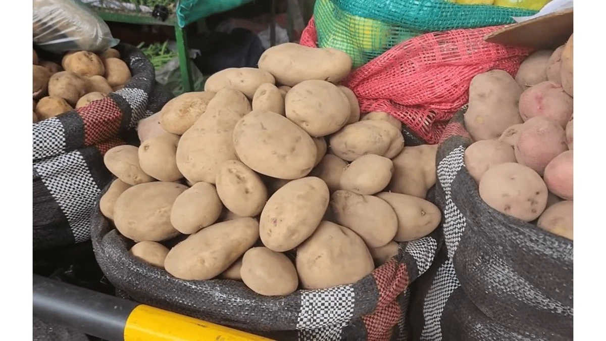 Por qué las promesas de los productores de semillas sobre el rendimiento de las patatas son un engaño: Mi experiencia.