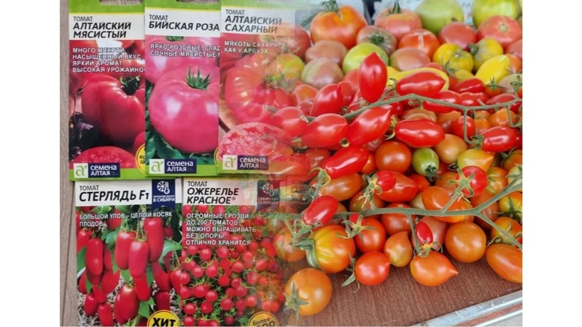 La verdad sobre los tomates Gigante Rosa que dominan los huertos