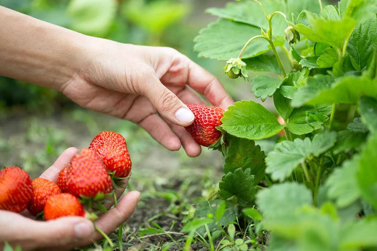 El truco con agujas de pino para acelerar la maduración de las fresas en tu huerto - image 1